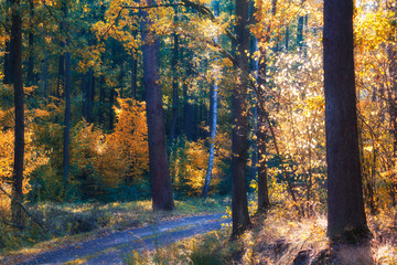 Autumn forest scene, trees, sunset