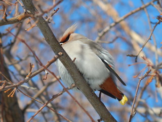 waxwing on a branch