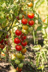 red and green tomatoes on a branch