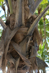 palm trunk closeup with cut leaves