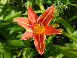 orange tiger lily