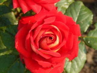 Red Rose