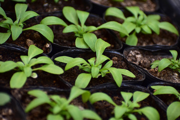 アリッサムのポット苗
