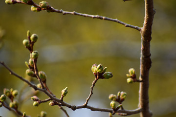 色づいてきた桜のつぼみ
