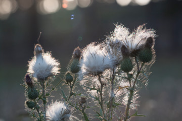 Beautiful wild plant with sunset