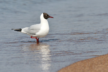 Fototapeta na wymiar Wild seagull