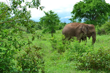 Fototapeta na wymiar Wild life Sri Lanka