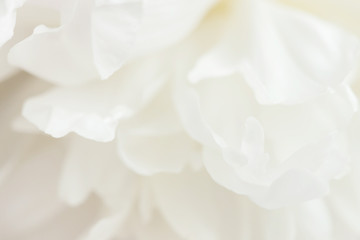 Closeup view of white peony flower.