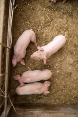 Young pigs on a farm. Group of pigs on the farm. pigs on a farm in the farm eat food