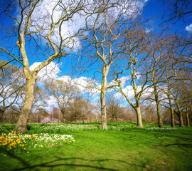 London garden, UK summer, beautiful day with blue sky.