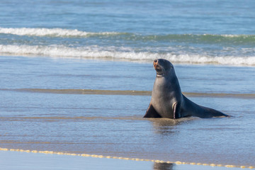 Sea lion at Sandfly bay in New Zealand