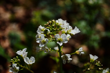 close-up of white forest flowers in the forest. Beautiful early spring forest landscape.