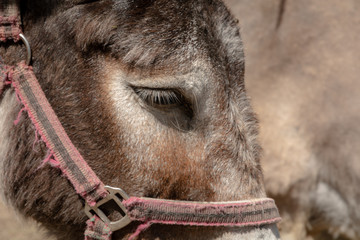Artistic close-up of a donkey with red collar. Donkey portrait