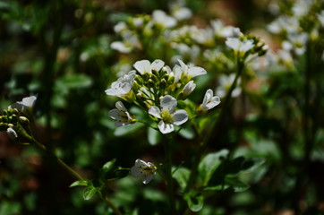 close-up of white forest flowers in the forest. Beautiful early spring forest landscape.