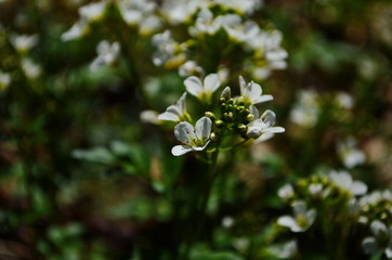 close-up of white forest flowers in the forest. Beautiful early spring forest landscape.