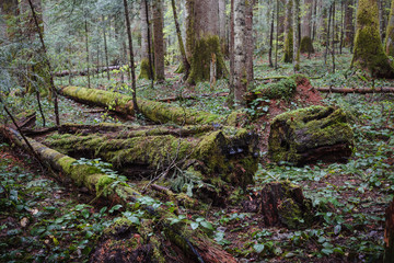 Ancient green europea rainforest on Tara mountain in serbia