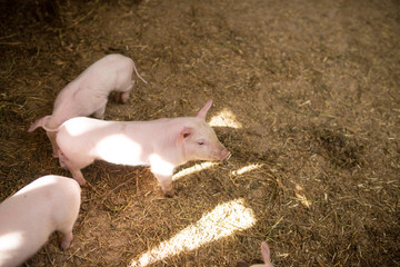 young pigs on a farm. fattening pig on the farm