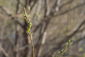 young green leaves on a thin tree branch