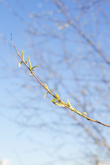 young green leaves on a thin tree branch