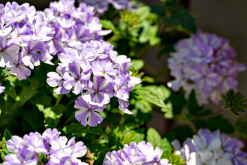 Vervain in full blooming in Japan