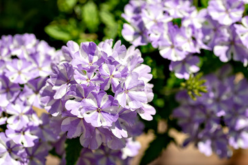 Vervain in full blooming in Japan