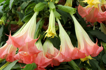 gros plan sur le datura