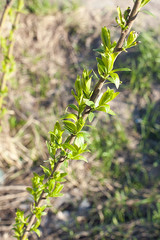 a thin branch of a tree with young green leaves