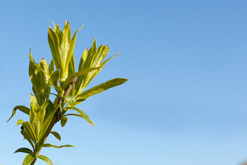 a thin branch of a tree with young green leaves