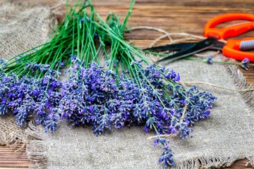 Bunch of lavender flowers on brown background