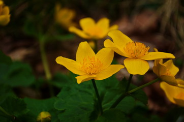 Fototapeta premium Spring yellow flowers in the pond-marsh kaluzhnitsa. Natural background.