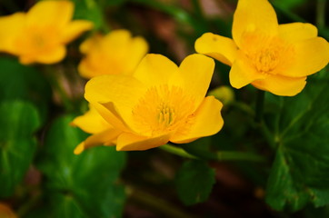 Fototapeta na wymiar Spring yellow flowers in the pond-marsh kaluzhnitsa. Natural background.