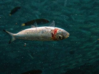 Dead fish floating underwater. 