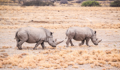 Fototapeta premium White Rhinoceros in the Khama Rhino Sanctuary, Botswana