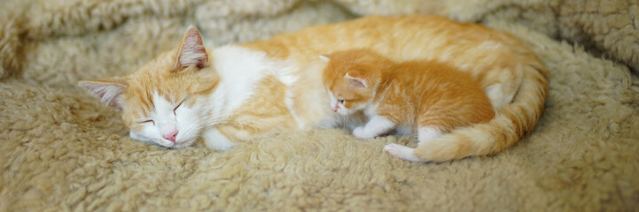 Ginger cat and newborn kitten resting on a bed covered with sheepskin.