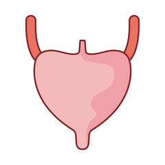 bladder organ flat style icon vector design