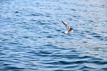 Fototapeta na wymiar Seagull is searching for food and swimming.