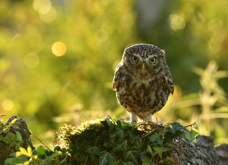 The Little owl Athene noctua perched on the tree