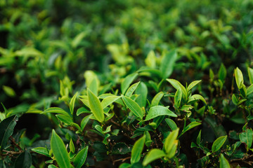Fototapeta premium Green tea leaves in a tea plantation in Nuwara Eliya, Sri-lanka