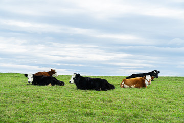 Group of calf laying in green field with fresh spring grass on green blurred background.