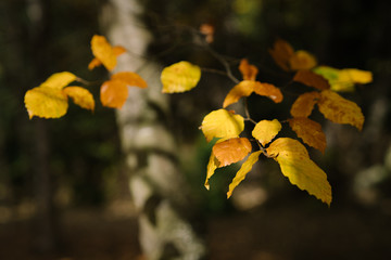 Vintage nature view of yellow leaves on blurred greenery background in garden with copy space.