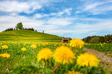 Allgäu - Löwenzahn - Hügel - Ofterschwang - Frühling