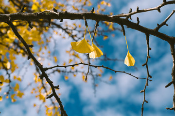 Vintage nature view of yellow leaves on blurred greenery background in garden with copy space.