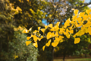 Vintage nature view of yellow leaves on blurred greenery background in garden with copy space.