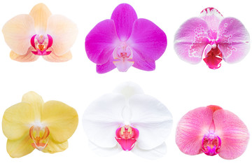 Multi Color orchid flower on white background. Photo with clipping path.