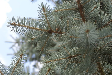 Naklejka na ściany i meble pine branches covered with snow