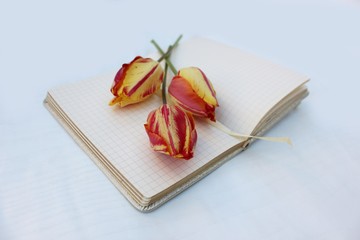 Open notebook isolated on white with three red-yellow tulips. Checkered notebook with place for text and three flowers.