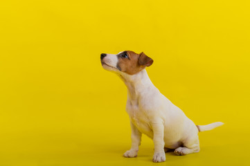 A puppy sits on a yellow background and looks up at the owner. A trained little dog performs a sit command. Purebred Shorthair Jack Russell Terrier.