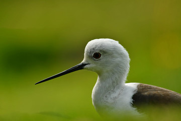 The black-winged stilt Himantopus himantopus portrait