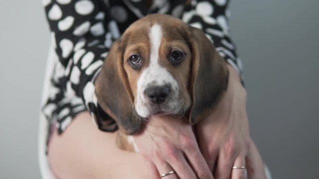 A woman holds a cute puppy beagle and strokes a dog.