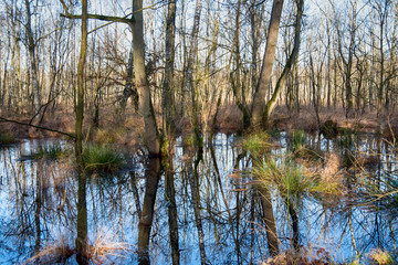 Kaltenhofer Moor in Schleswig-Holstein in Germany